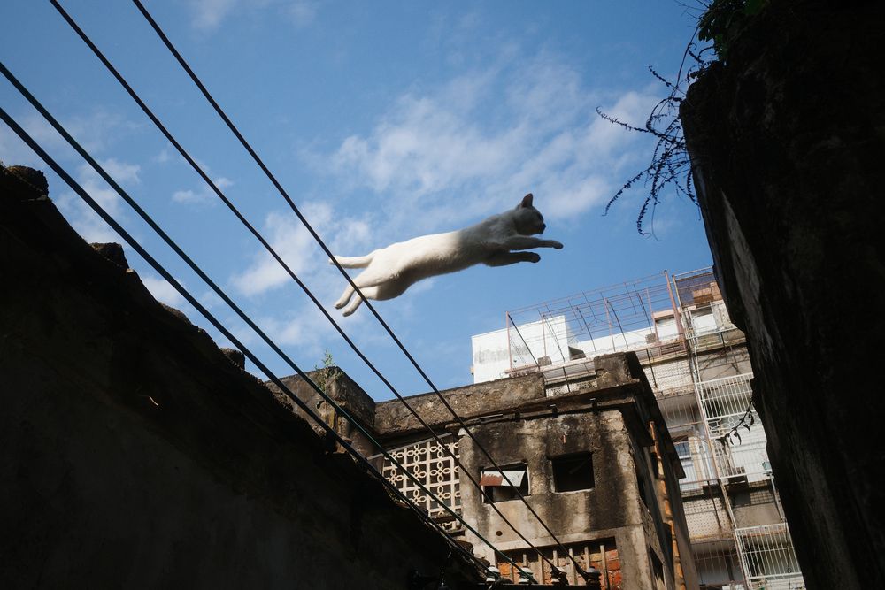 Flying cat