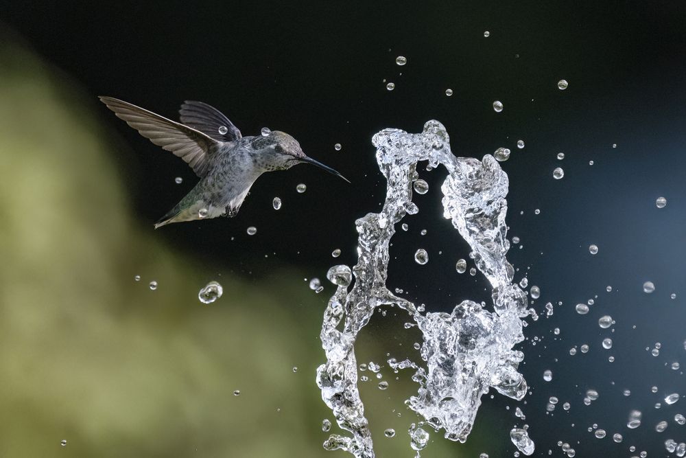 Annas Humming Bird Surviving Global Warming