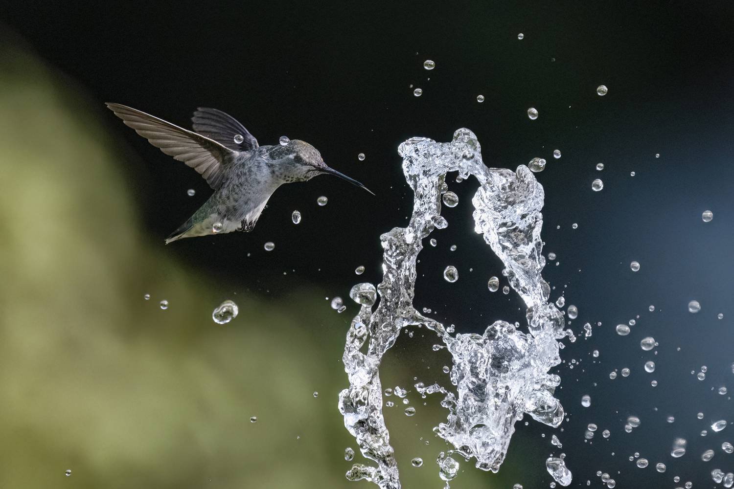 Annas Humming Bird Surviving Global Warming