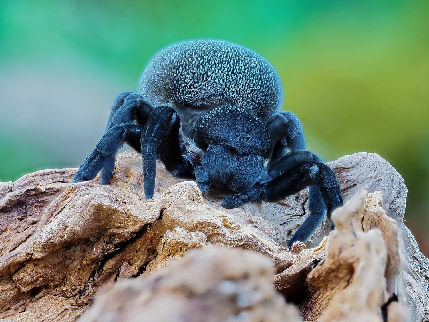 Паук Eresus kollari