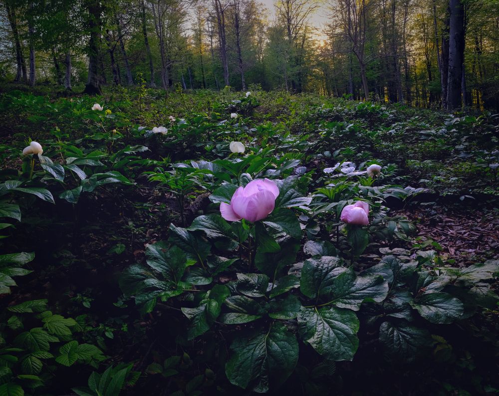 Фотография автора Алексей Бордуков