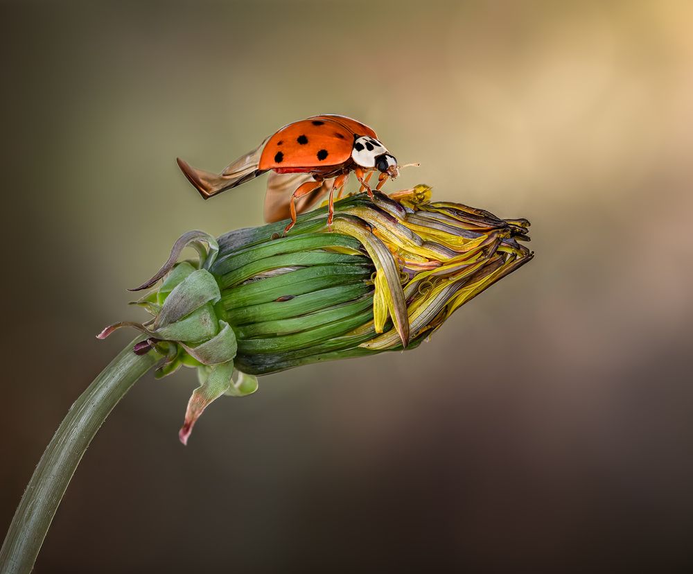 Photograph by Atul Saluja