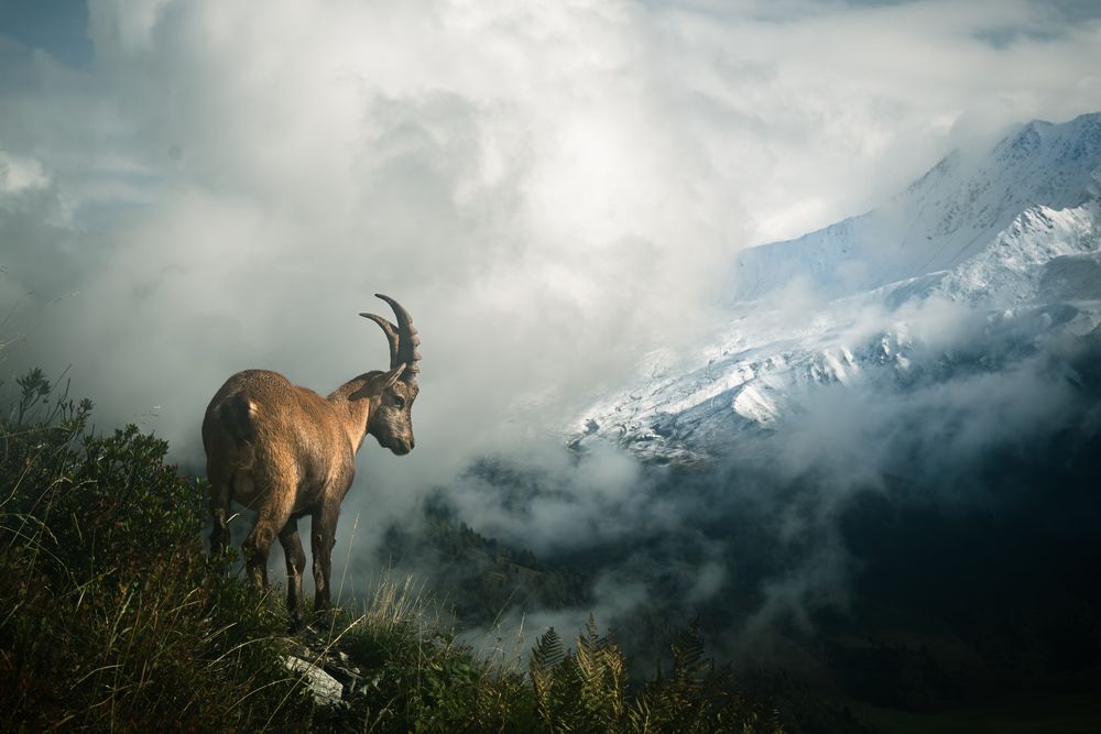 Les cornes du Mont Blanc