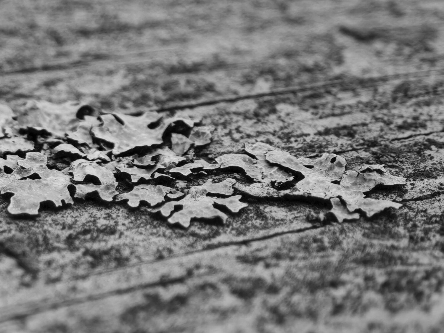 Photo #13383018