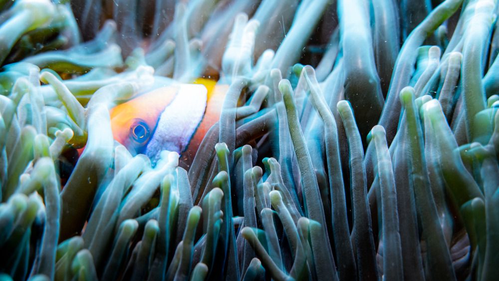 Phantom of the Underwater Jungle