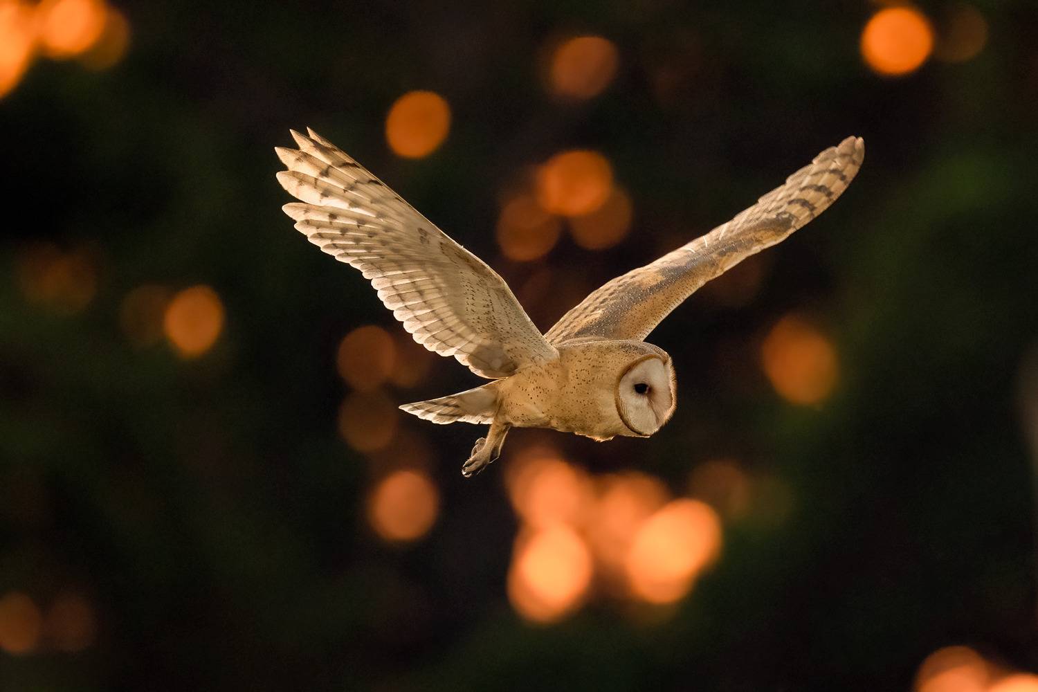 Barn Owl Hunting For Voles At Sunset