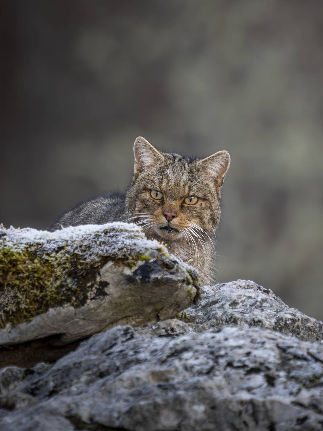 Wildcat