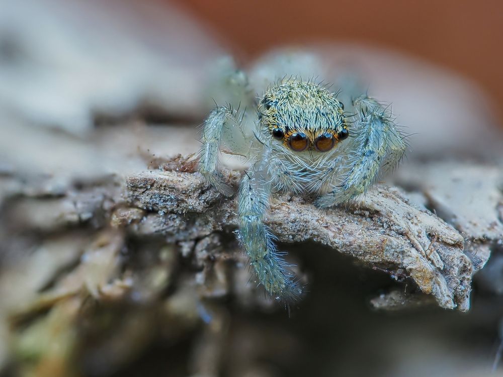 Детеныш паука-скакунчика Marpissa radiata
