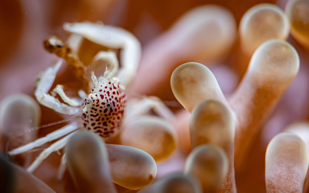 The Solitary Dancer on Anemone