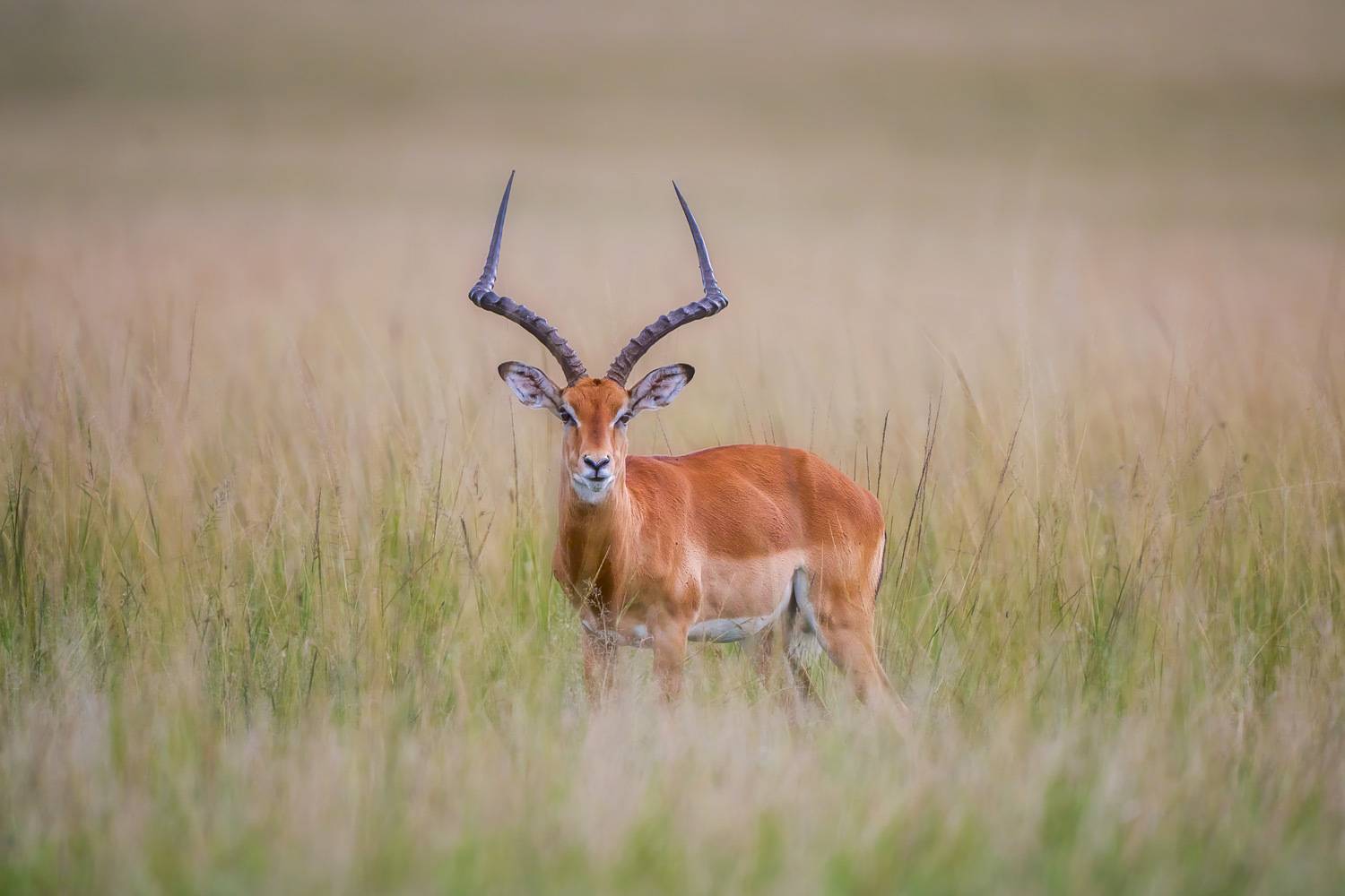 Фотография #13383309