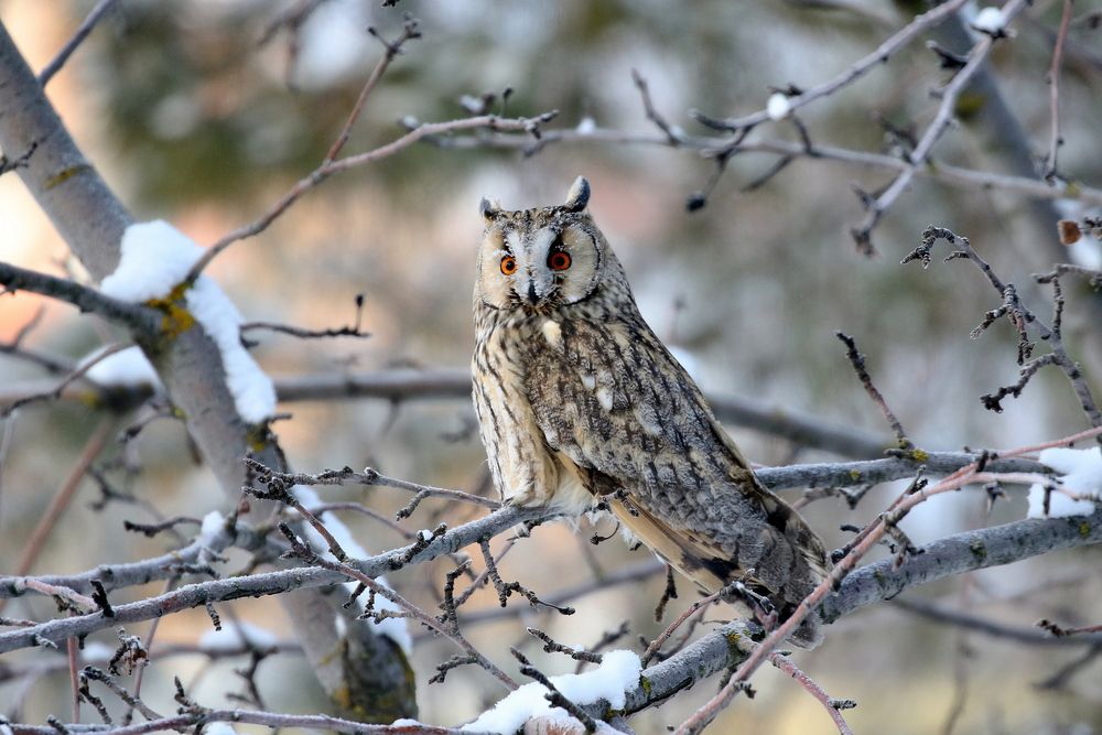 Точно столбик сучковатый, дремлет чуткая сова. (Ушастая сова)