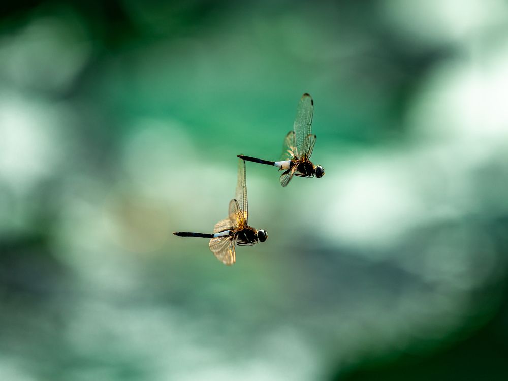 two dragonflies are fighting