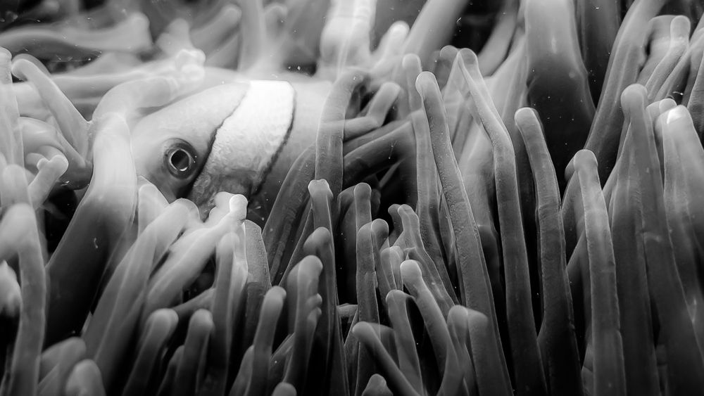 Phantom of the Underwater Jungle