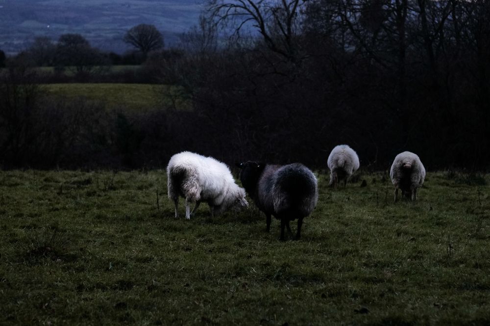 Sheep of York
