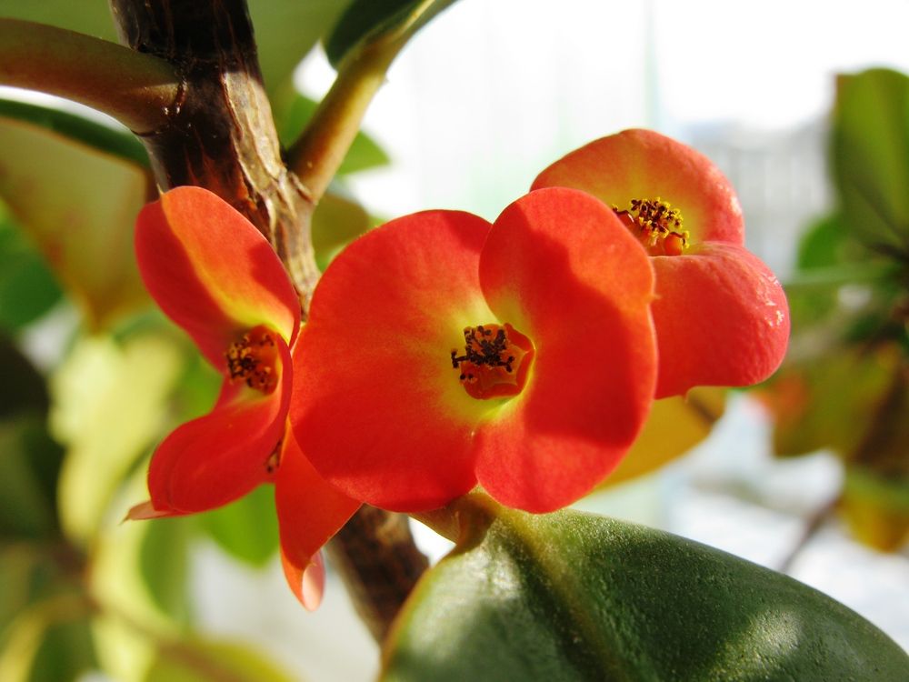 Photo #13383624