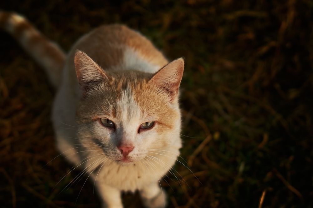 Пробивающий сердце взгляд
