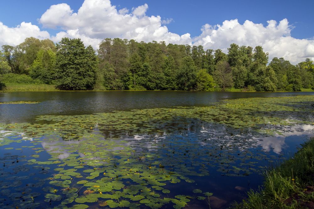 Летний день.