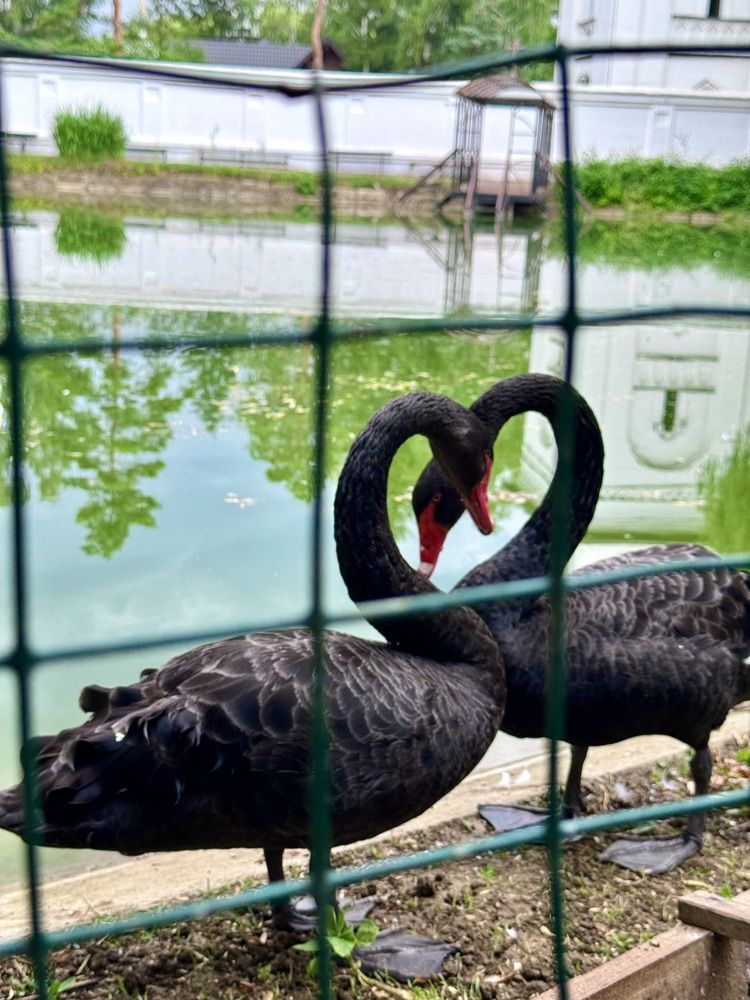 Photograph by Юлия Дрюкова