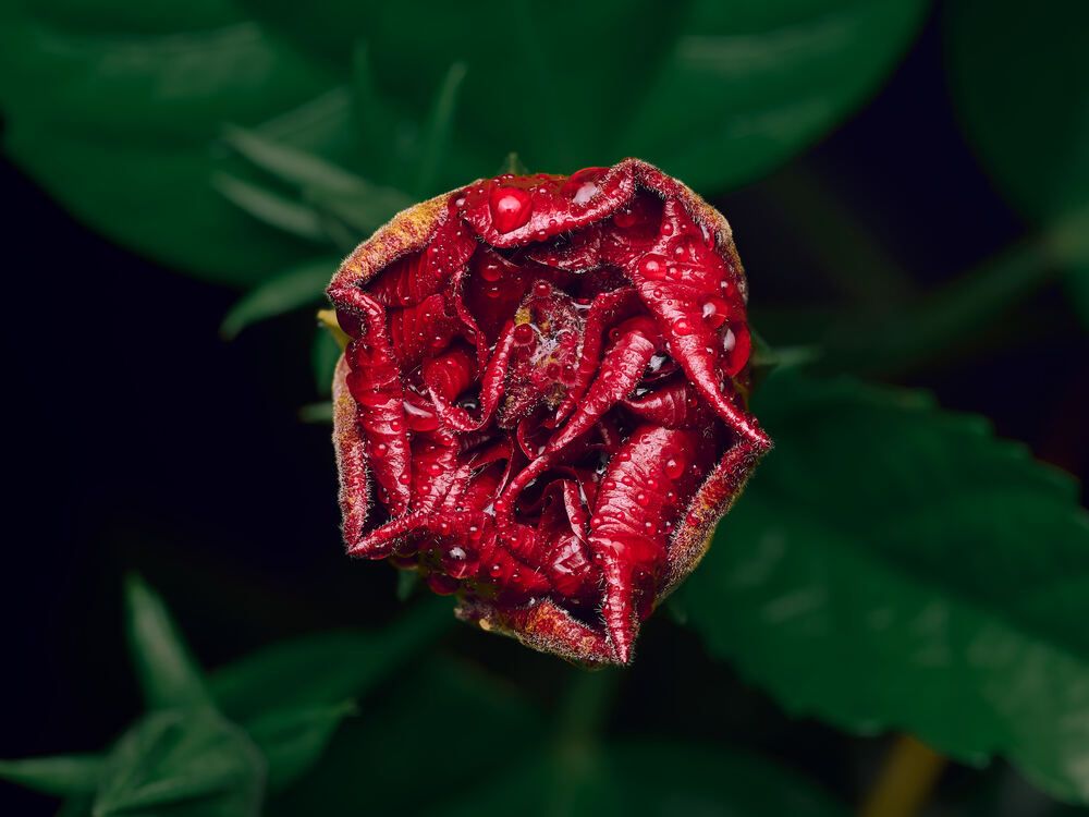 Photograph by Vladimir Cecile
