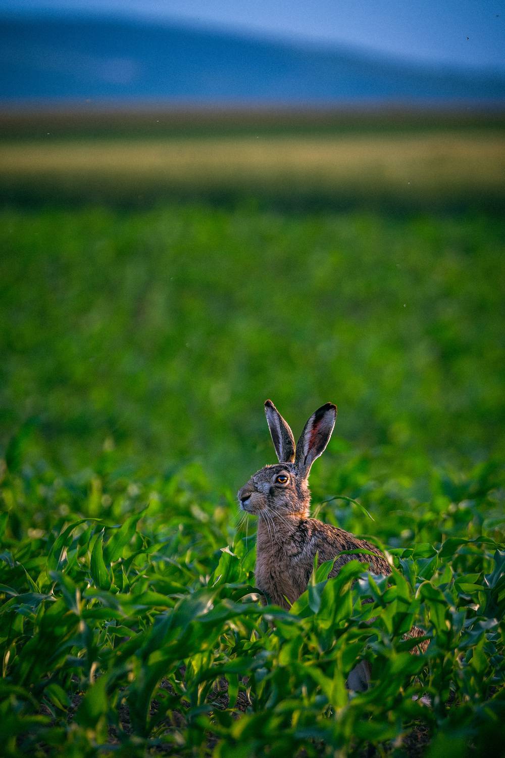 Фотография #13384319