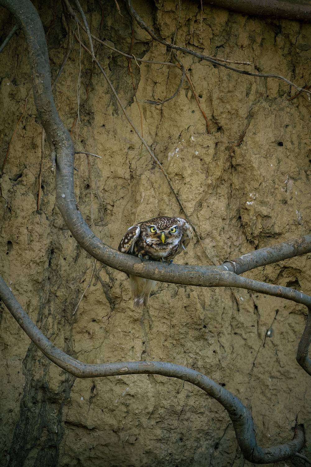 Фотография #13384384