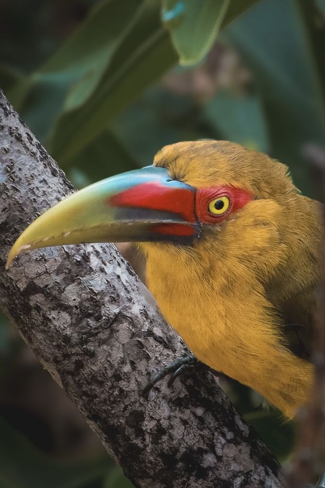 Tucan Araçari- Brazil