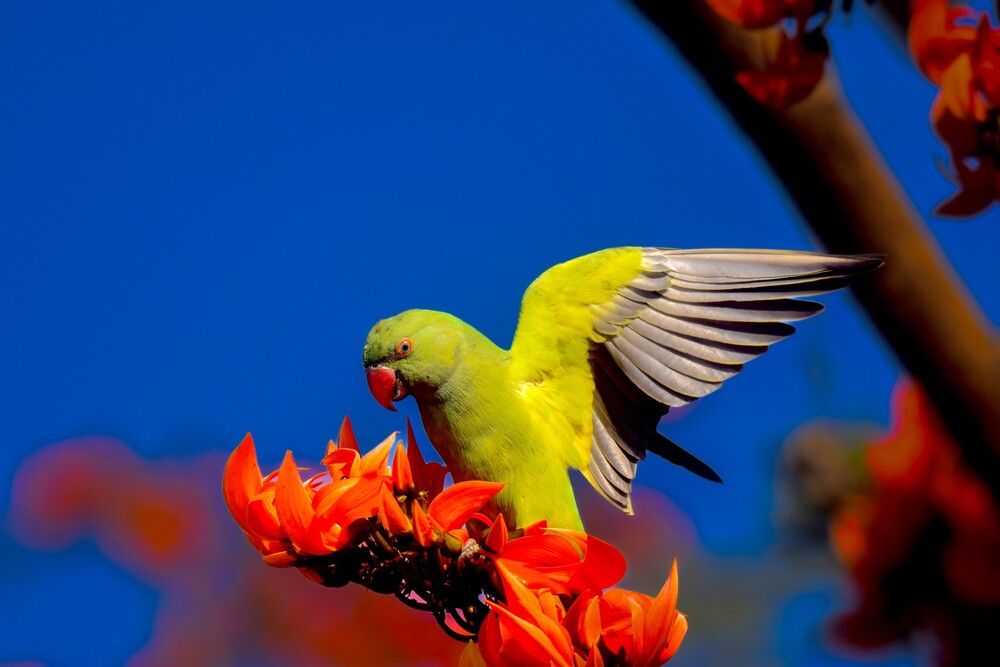 Photograph by Kamal Krishna Roy