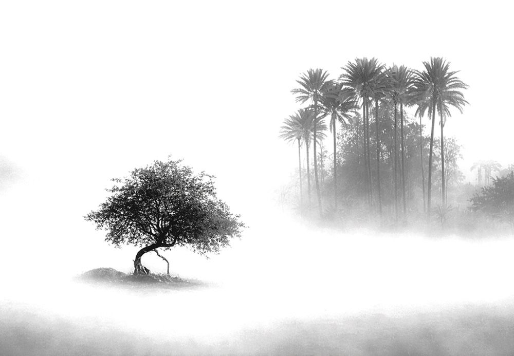 The beauty of fog