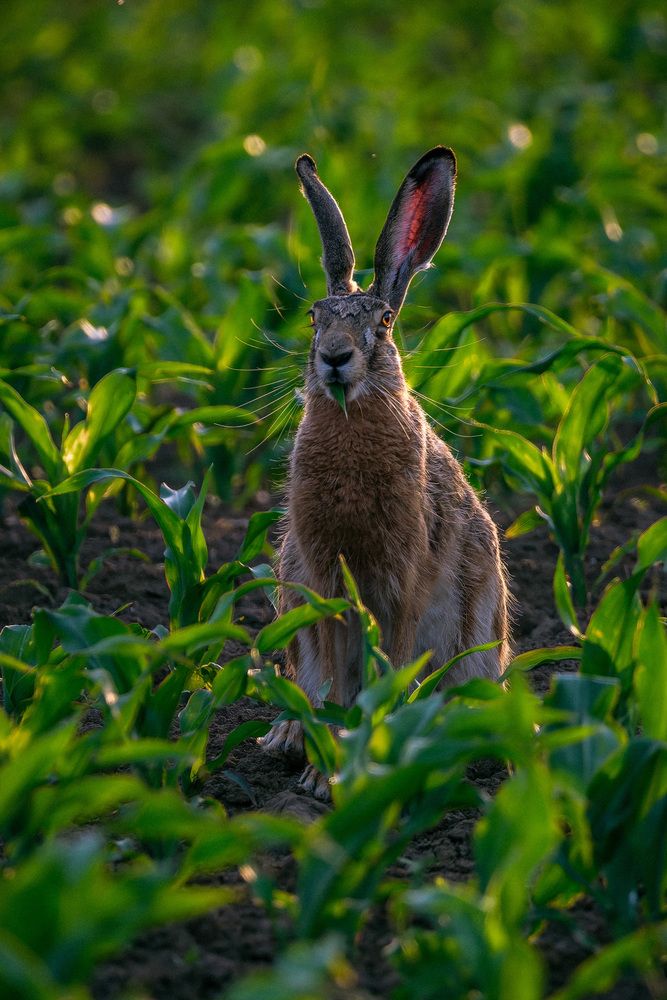 Hares
