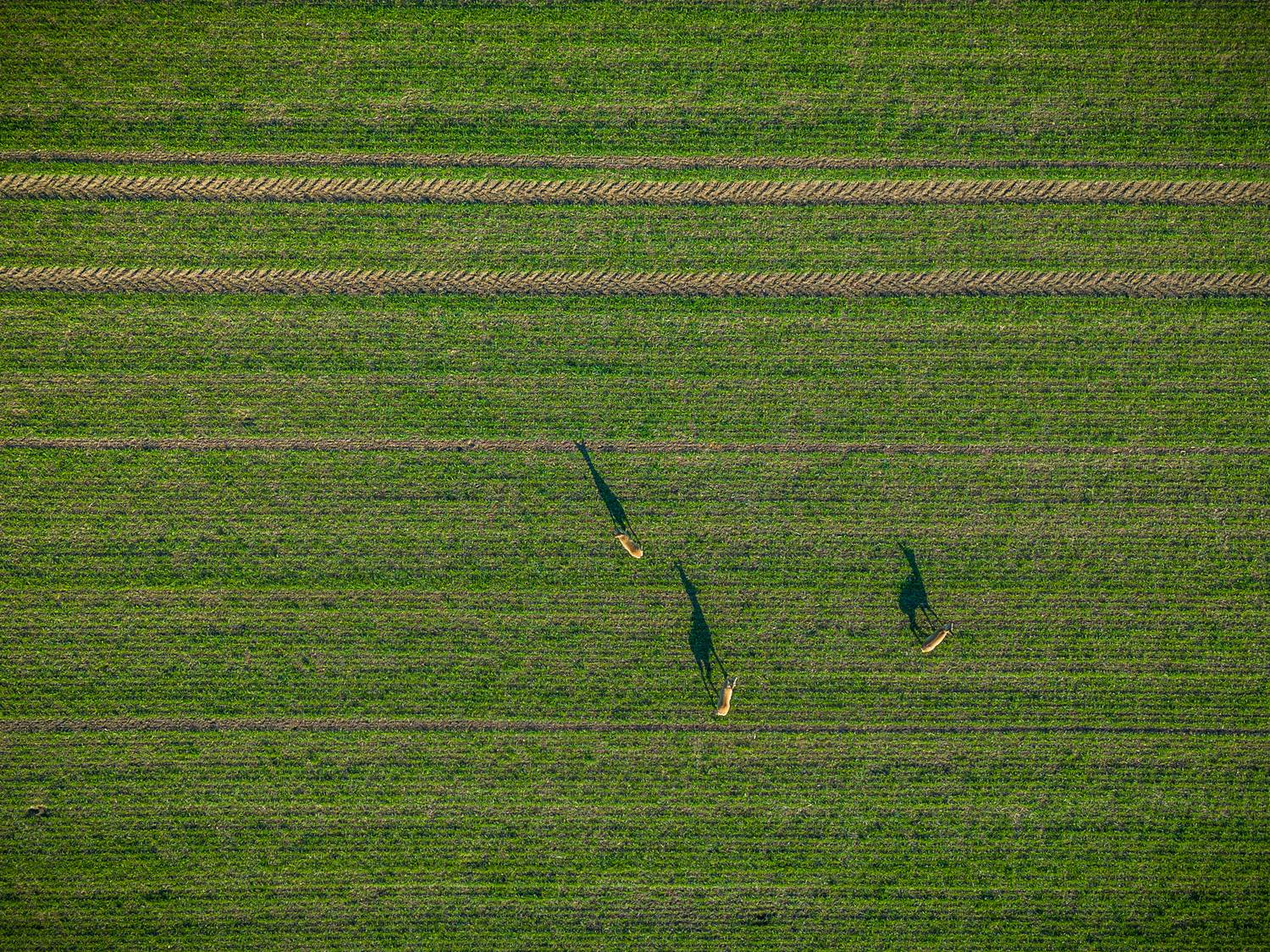 Фотография #13384577