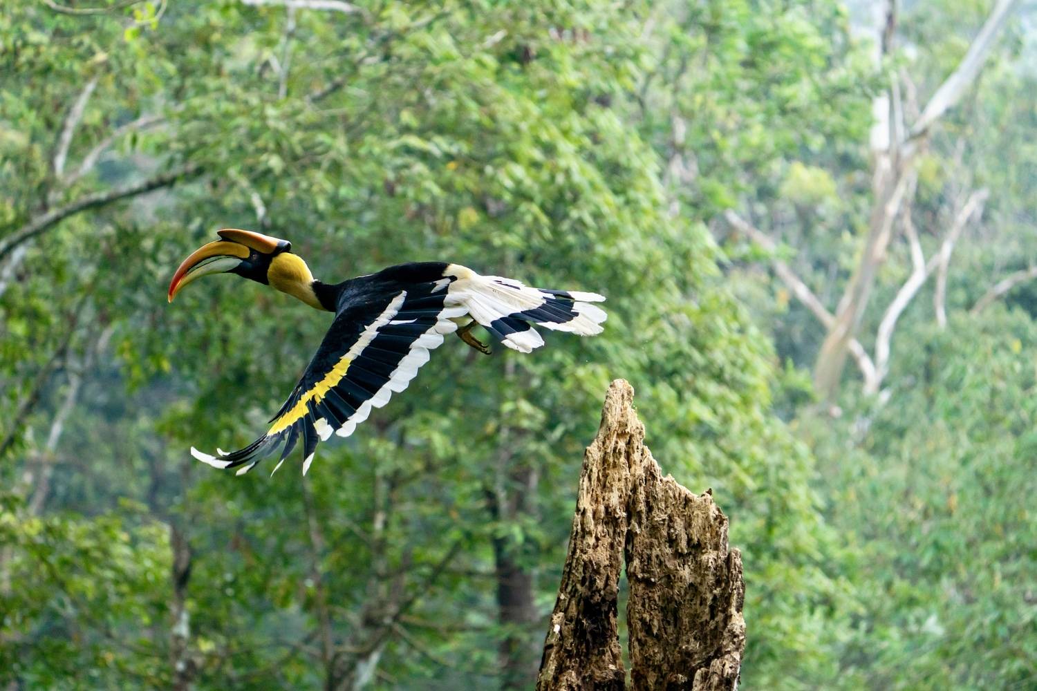 GREAT INDIAN HORNBILLS