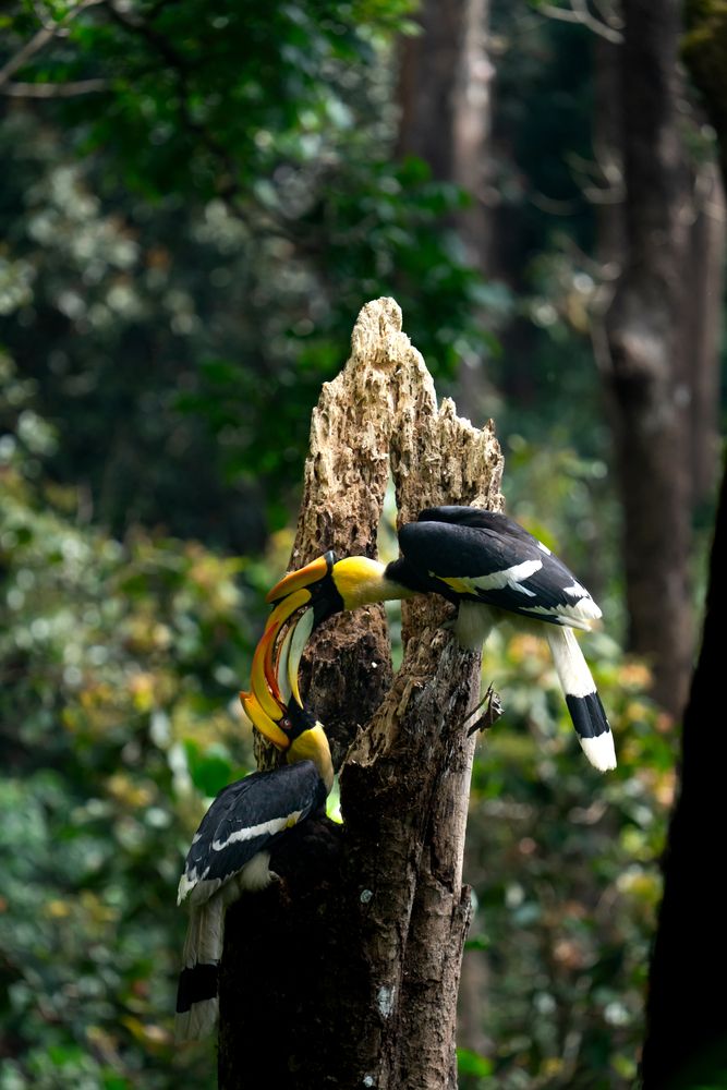 GREAT INDIAN HORNBILLS