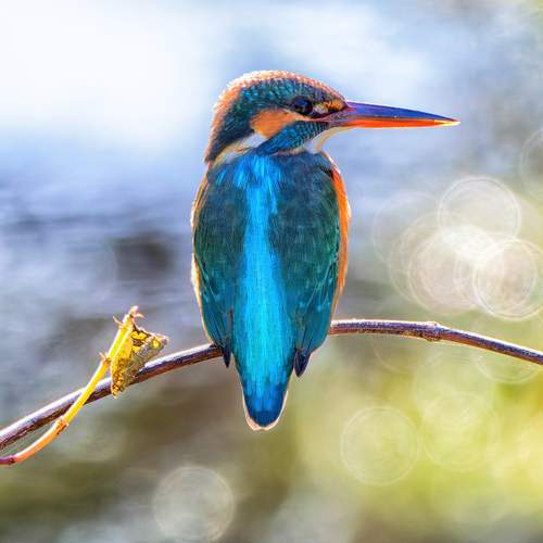 bird
