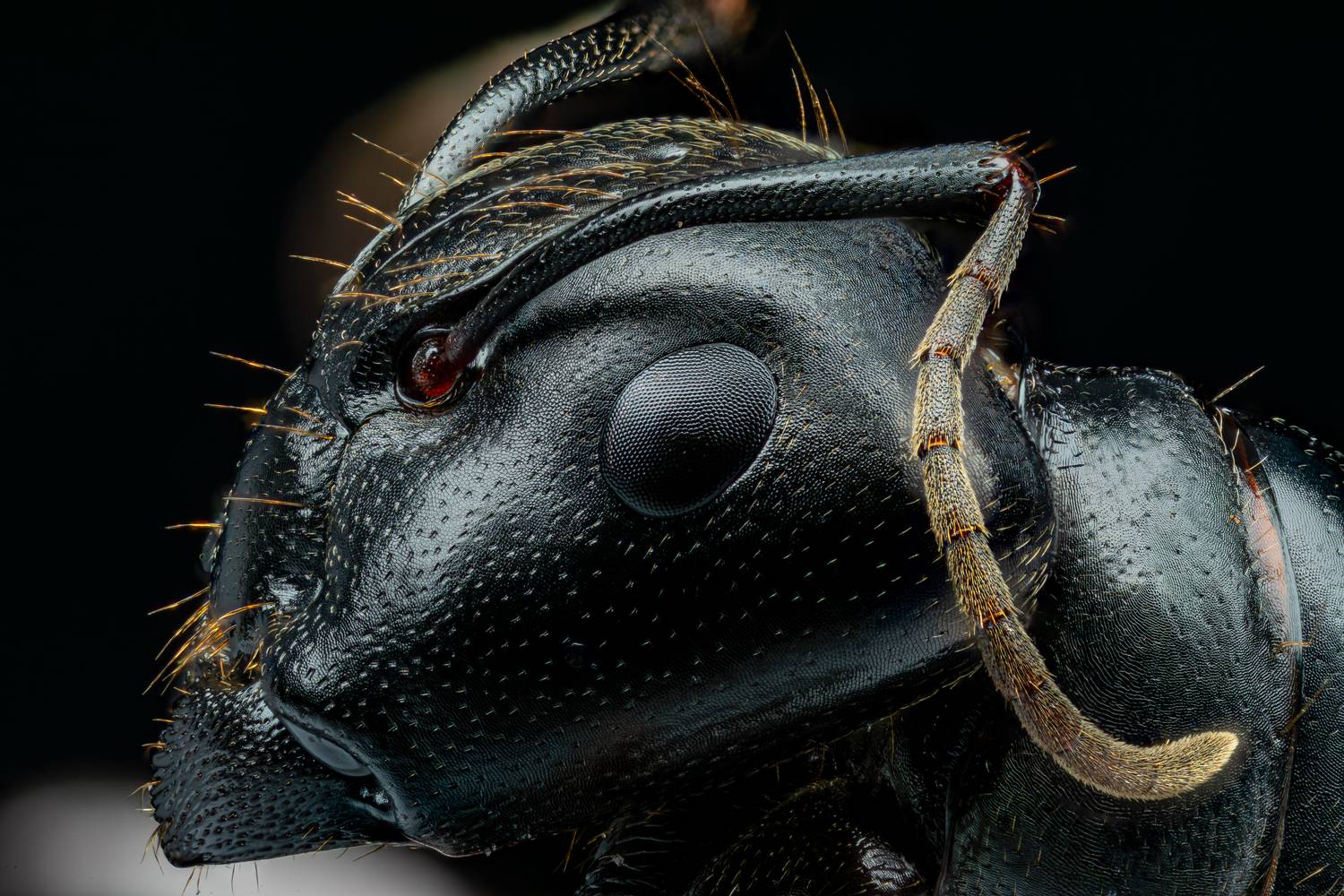 Eastern Black Carpenter Ant Eastern Black Carpenter Ant