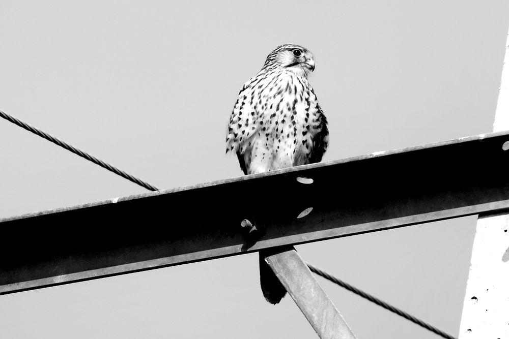 Photograph by sara sh