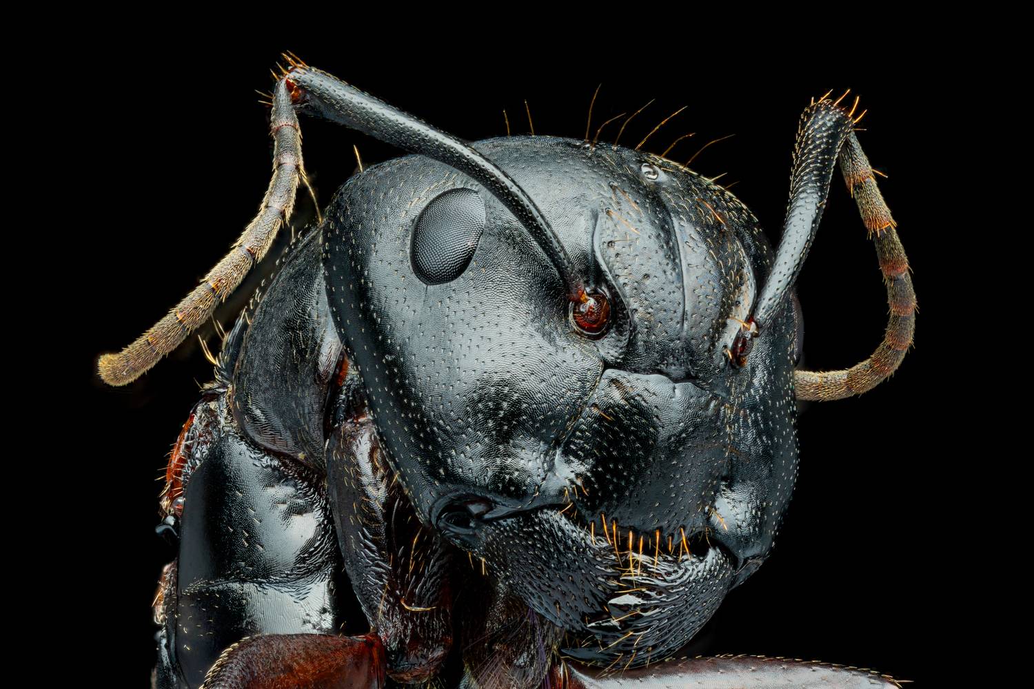 Eastern Black Carpenter Ant Eastern Black Carpenter Ant