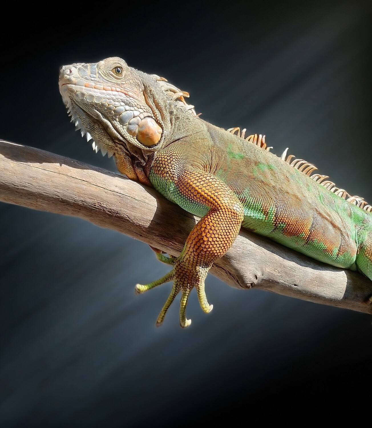 Between Light and Shadows Between Light and Shadows