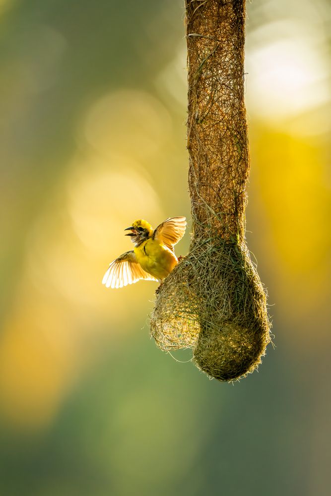 Фотография автора Naveen Kumar