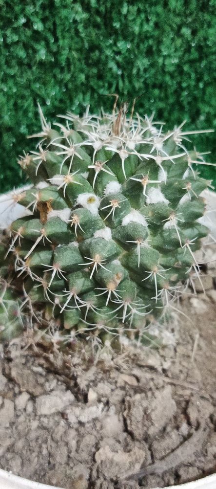 Photo #13385295