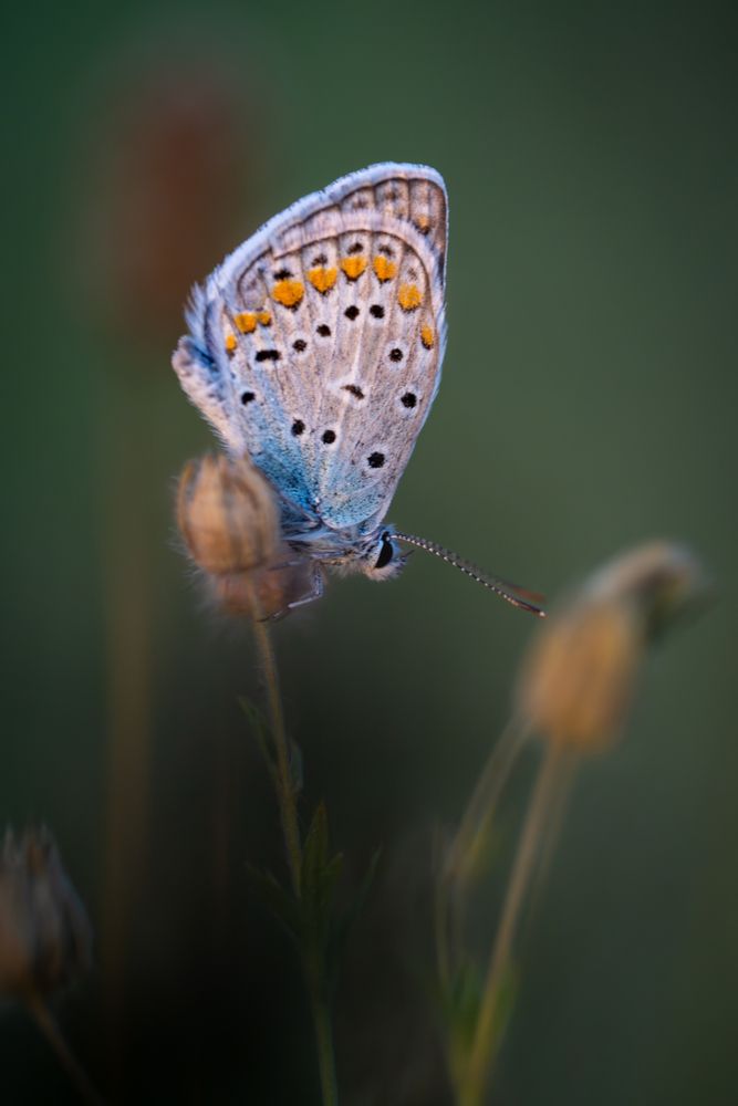 Photograph by BESPAMIATNYI Dmitry