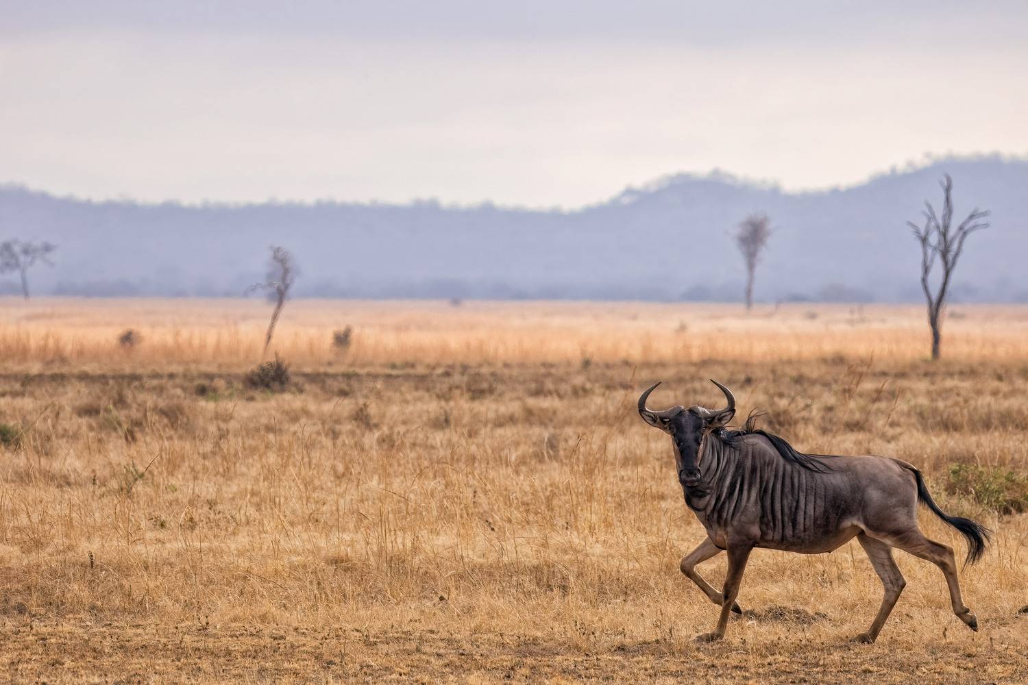 Фотография #13385549