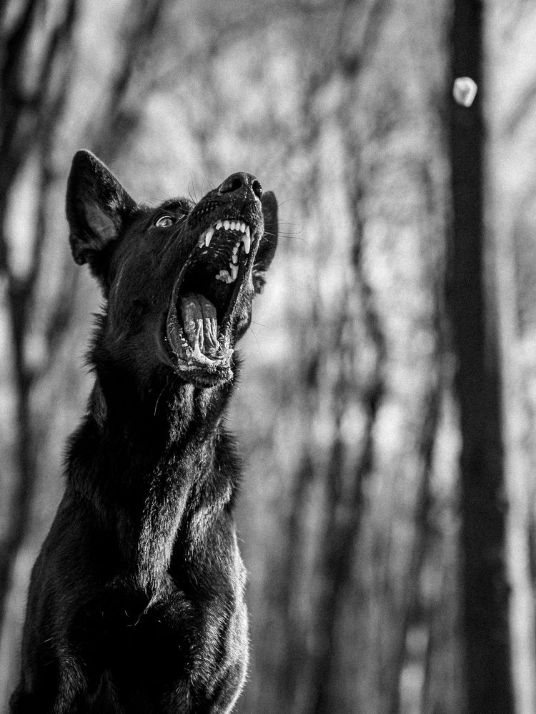 Фотография автора Gergely Janovszky