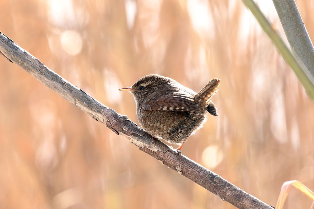 Весёлый крапивник.