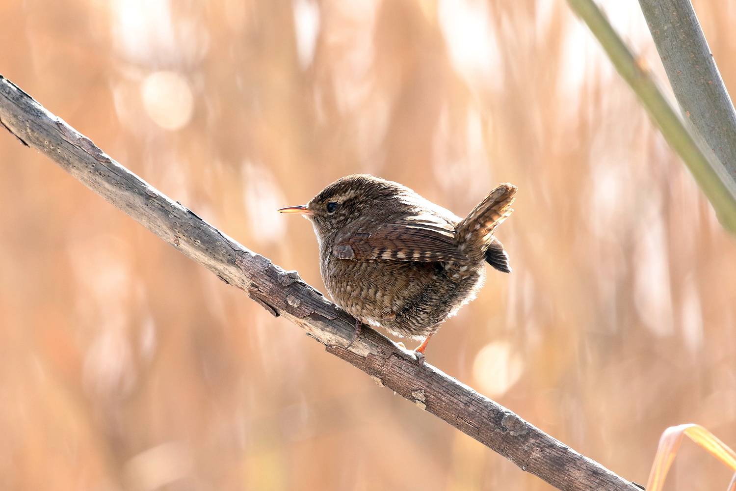 Весёлый крапивник. Весёлый крапивник.