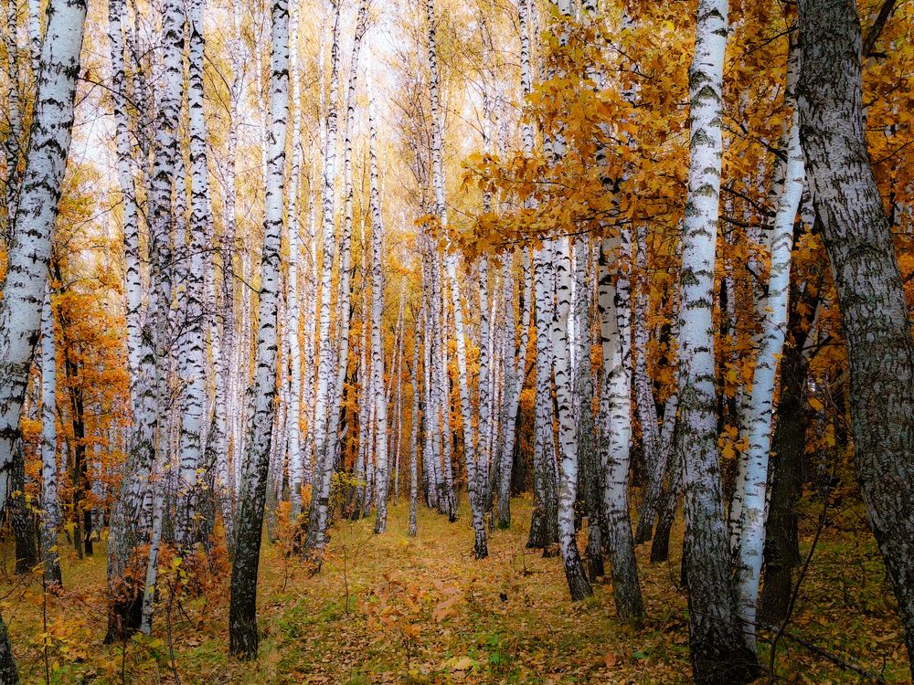Photograph by Кондрашова Светлана