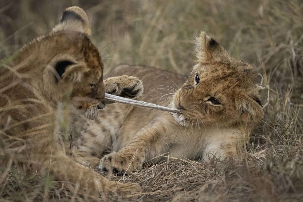 Фотография автора Anand Kumar