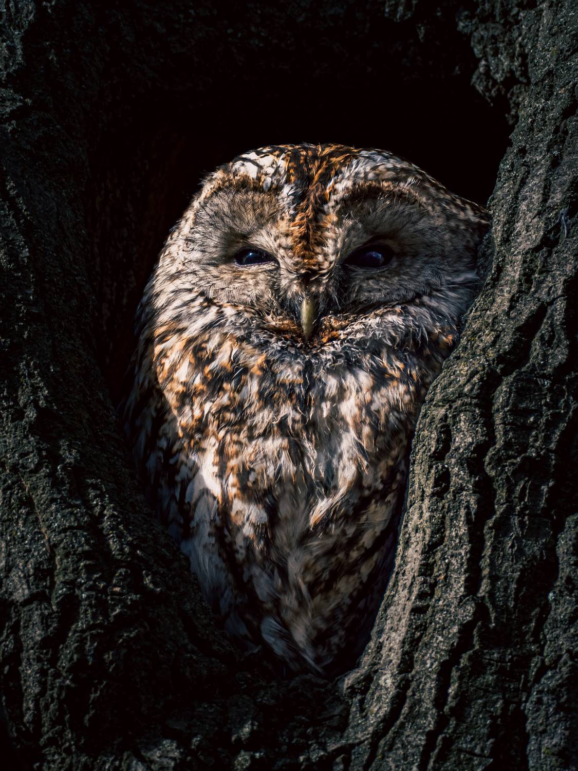 Фотография #13386197