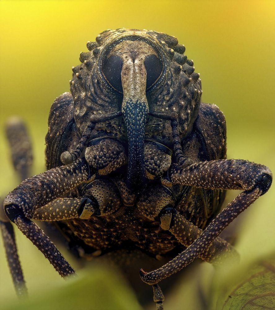 Фотография автора Norman Celis