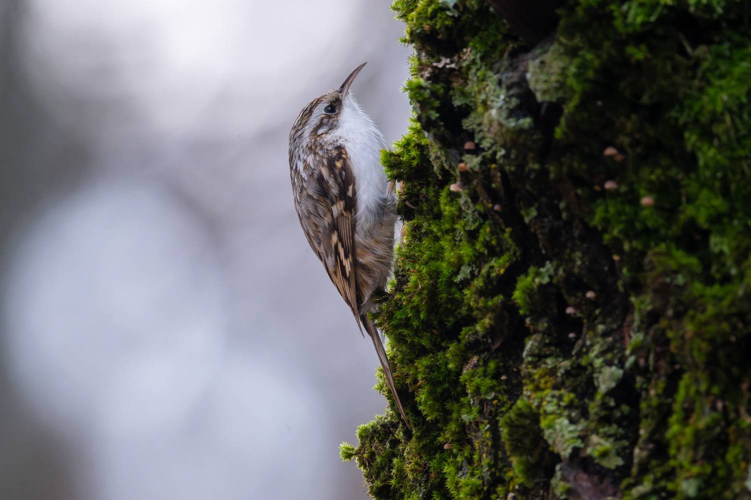 Фотография #13386212