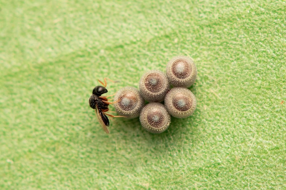 Parasitic Wasp in Beetle Eggs